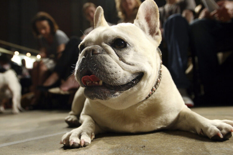 Beloved and debated, French bulldog becomes top US dog breed